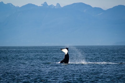 海上黑白鲸鲨